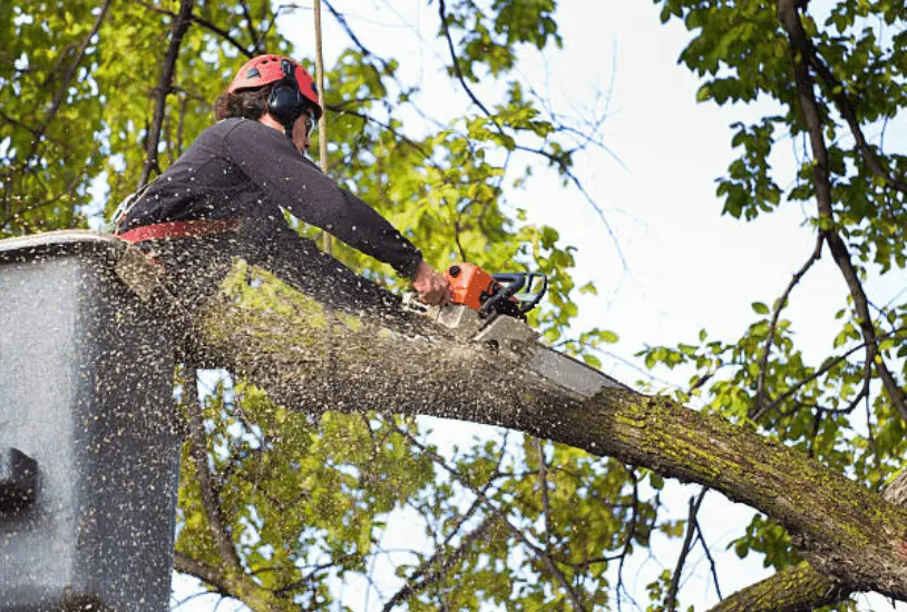 tree removal service in hartford connecticut